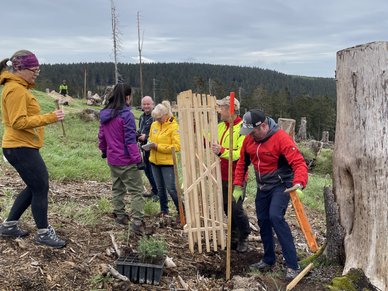 The tree sponsors plant their trees in the World Cup climate forest in Oberhof.